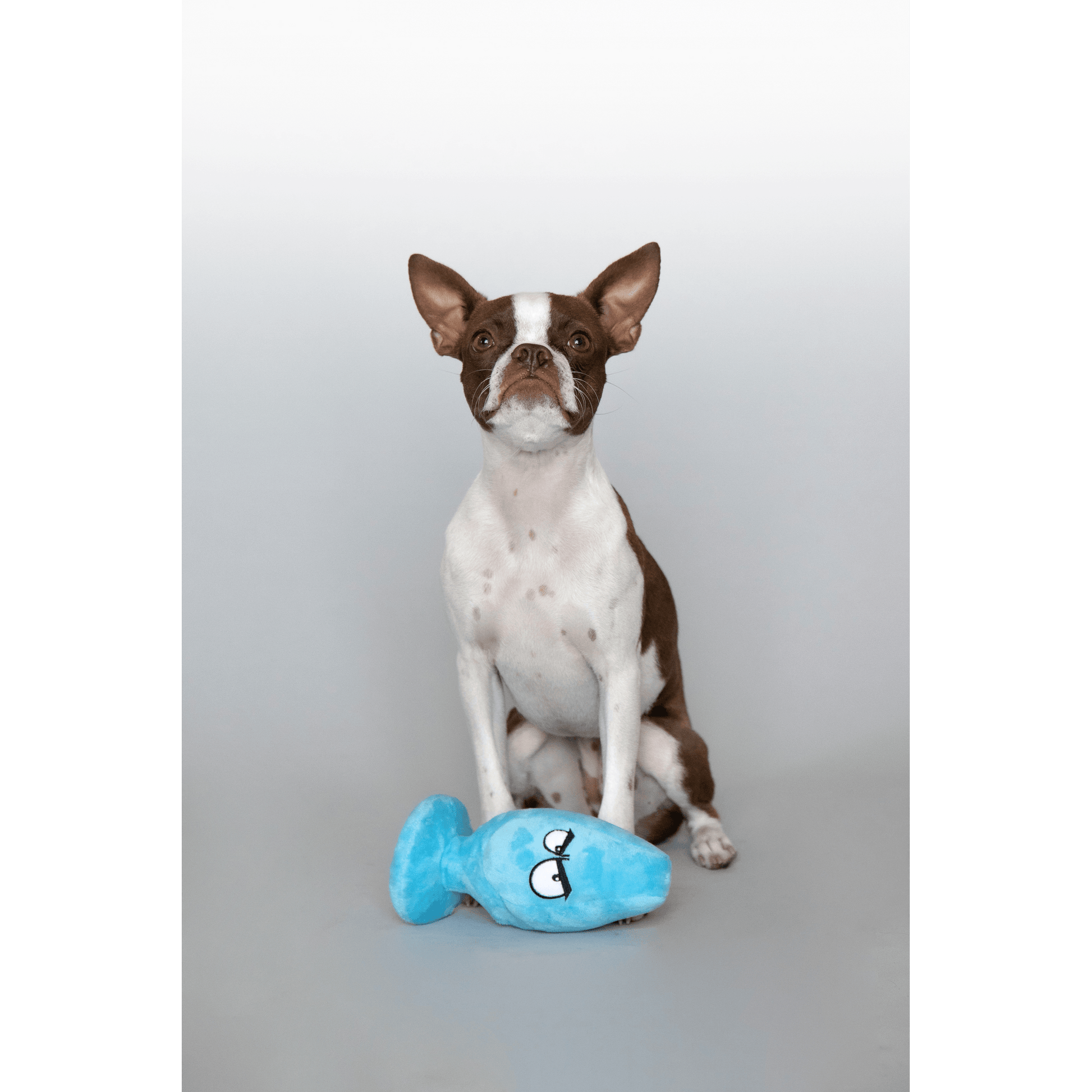 Scruffy - Mutt Plug McRuff - C1RB2B