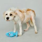 Scruffy - Mutt Plug McRuff - C1RB2B